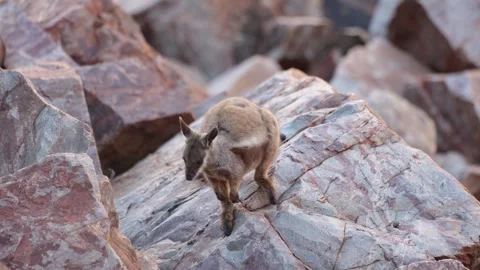 Black-footed Rock Wallaby move slowly on red rocks in the outback close up Stock Footage 328647800
