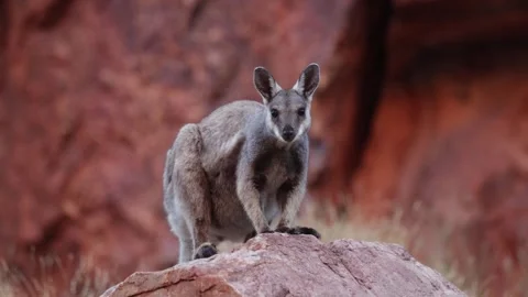 Black-footed Rock-wallaby on the red rocks on lookout portrait Stock Footage 325374889