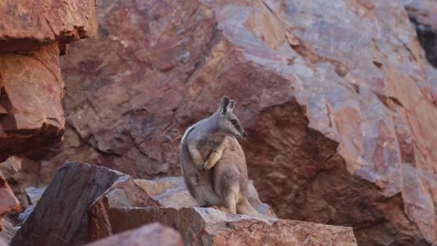Black-footed Rock Wallaby on red rock ledge in the outback close up Stock Footage 328647832