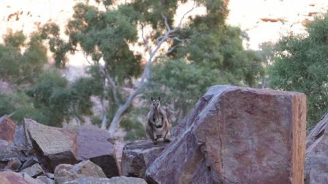Black-footed Rock Wallaby on red stone with eucalyptus trees in the backgrou Stock Footage 328647835