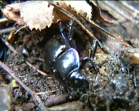 Black forest beetle at work 動画素材 140666
