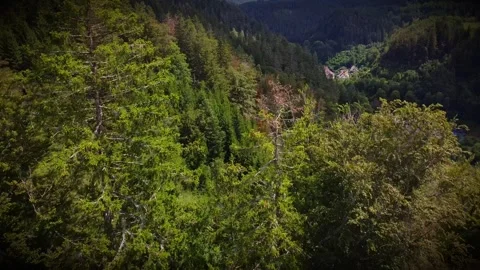 Black Forest Drone Video Stock Footage 303609066