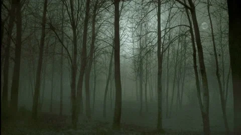 Black forest Stock Footage 239825105