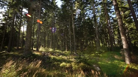 Black Forest in Germany Stock Footage 42125312