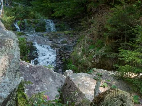 The black forest in germany Foto stock