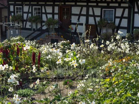 The black forest in germany Stock Photos