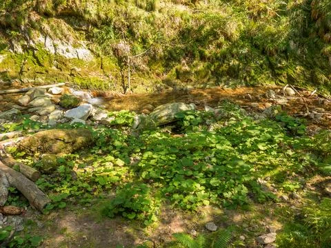 Black forest in germany Stock Photos