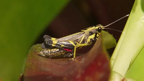 Black Forest Grasshopper Crawling Behind Bromeliad Leaf Stock Footage 345306185