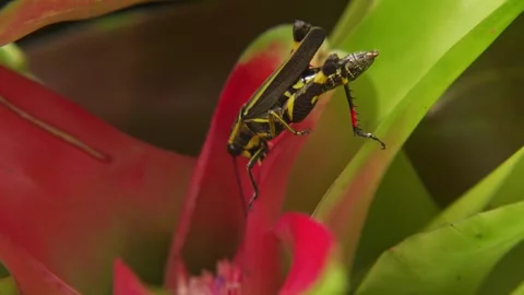 Black Forest Grasshopper Descending into Bromeliad Center Stock Footage 345305177