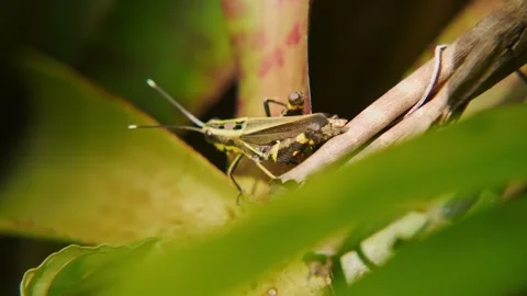 Black Forest Grasshopper Resting on Bromeliad Leaf Stock Footage 345305001
