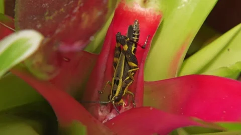 Black Forest Grasshopper Resting Inside Bromeliad Rosette Stock Footage 345305829