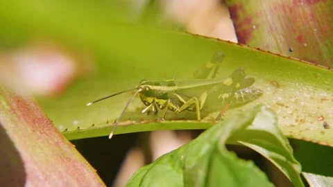 Black Forest Grasshopper Walking Along Spiky Bromeliad Leaf Stock Footage 345304945