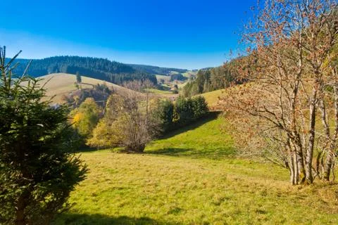 Black forest landscape Stock Photos