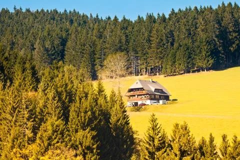 Black forest landscape Foto stock