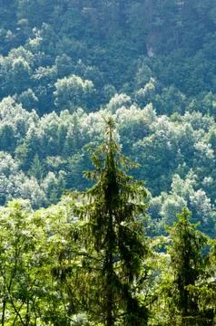 Black Forest 스톡 사진