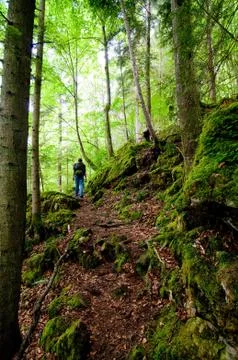 Black Forest Stock Photos