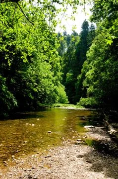Black Forest river 스톡 사진