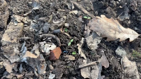 Black forest soil and mud Stock Footage 304609288