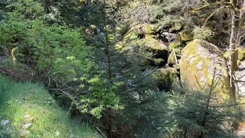 Black Forest Waterfall Flowing Through Mossy Rocks in Sunny Forest Stock Footage 334688786