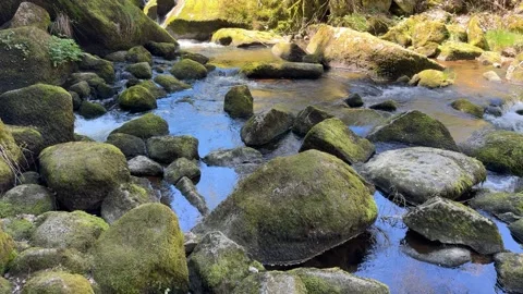 Black Forest Waterfall Flowing Through Mossy Rocks in Sunny Forest Stock Footage 334688805