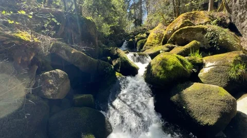 Black Forest Waterfall Flowing Through Mossy Rocks in Sunny Forest Stock Footage 334688846