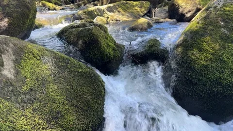 Black Forest Waterfall Flowing Through Mossy Rocks in Sunny Forest Stock Footage 334688871