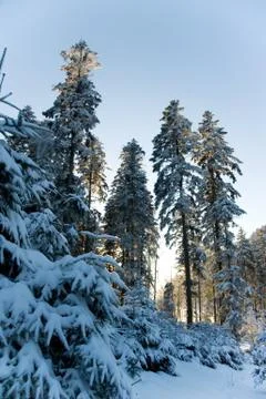 Black Forest in Winter Stock Photos
