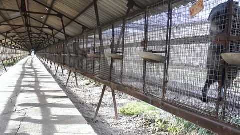 Black Fox in a Cage Видео 87946417