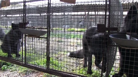 Black fox in a cage looking outside. Stock-Footage 85434095