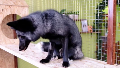 Black fox in contact zoo. Pets in farm. Stock Footage 100281561