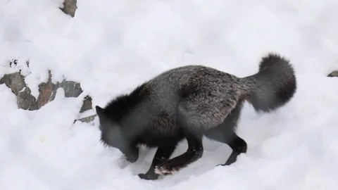 Black fox eating Stock Footage 127062381