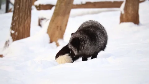 Black Fox Finding A Bed Stock Footage 102109498