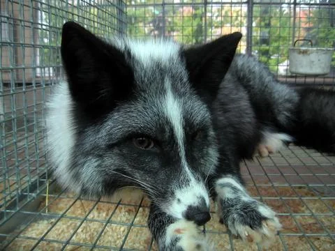 Black fox Stock Photos