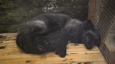 Black fox sleeping in a corral cage Stock Footage 140629875