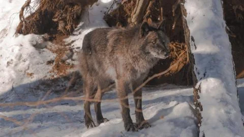 Black fox in the snow Stock Photos