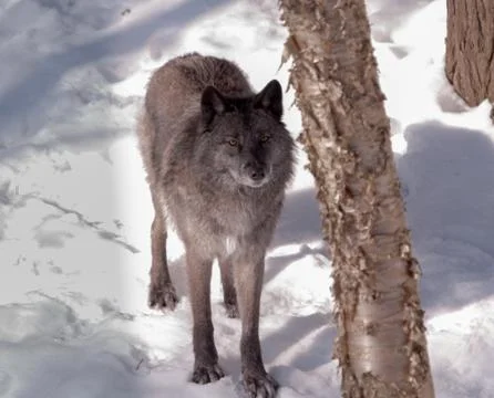Black fox in the snow Stock Photos