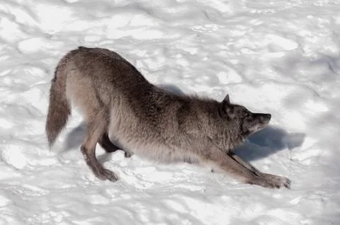 Black fox in the snow Stock Photos