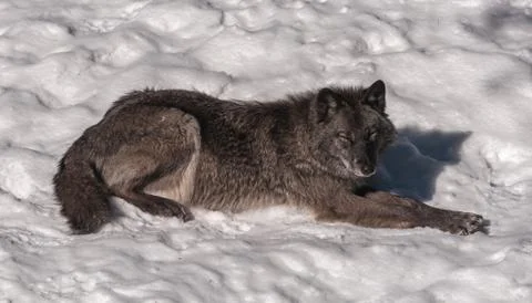 Black fox in the snow Stock Photos