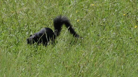 Black Fox Squirrel Forages in North Carolina Field Video stock 336313527