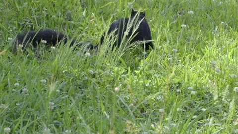 Black Fox Squirrel Searches for Food in North Carolina Field Video stock 336313545
