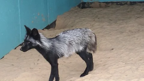 The black fox yawns Stock Footage 156399664