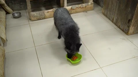 The black fox at the zoo eats carrots. Stock Footage 140629169