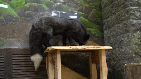 The black fox at the zoo eats meet Stock Footage 140629267