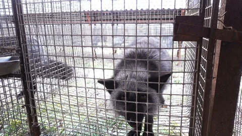 Black foxes in cages Stock Footage 90960826