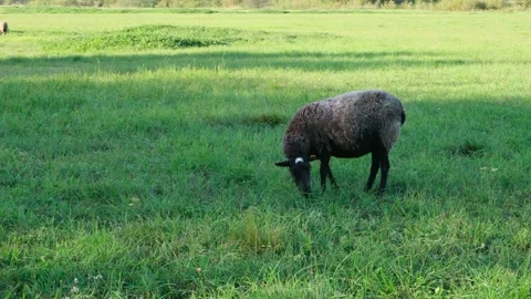 Black free range sheep grazing freely in a meadow and eating grass. Copy space Stock Footage 283884704