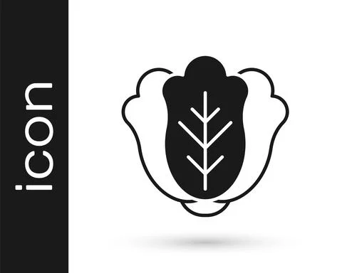 Black Fresh cabbage vegetable icon isolated on white background. Vector Ilustración de archivo