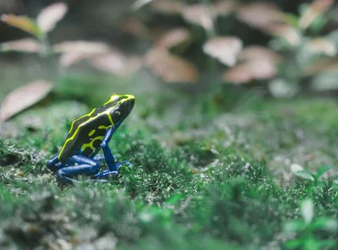 Black frog with bright yellow patterns and blue legs Stock Photos