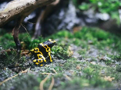 Black frog with bright yellow patterns poisonous Stock Photos