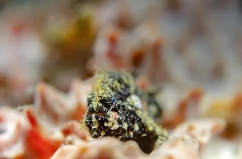 Black Frog Fish Stock Photos