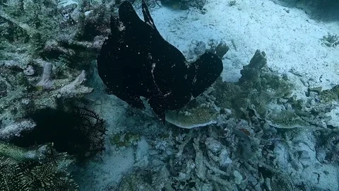 Black frog fish walking on a reef Video stock 314021035